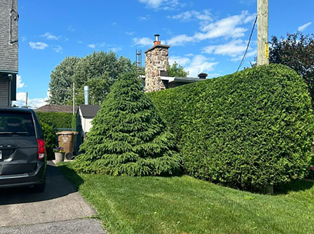 Taille de haie à Brossard