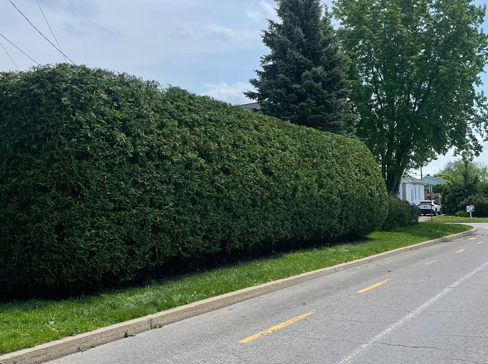 Hedge trimming Candiac