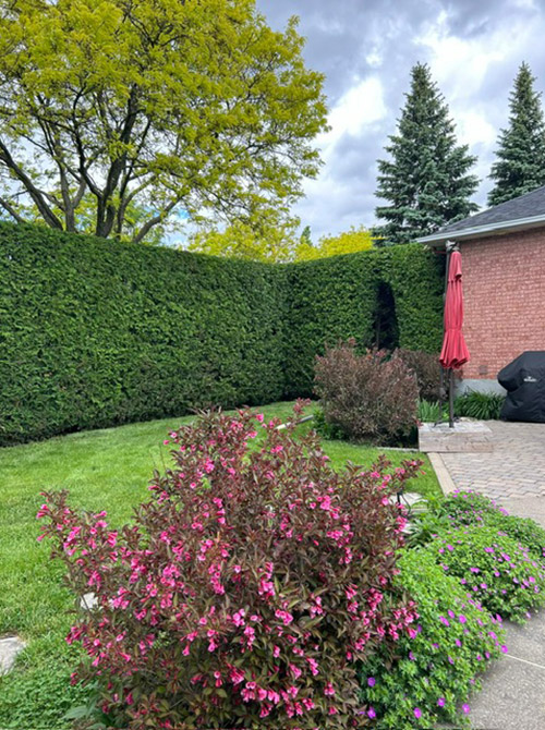 Taille de haie à Brossard