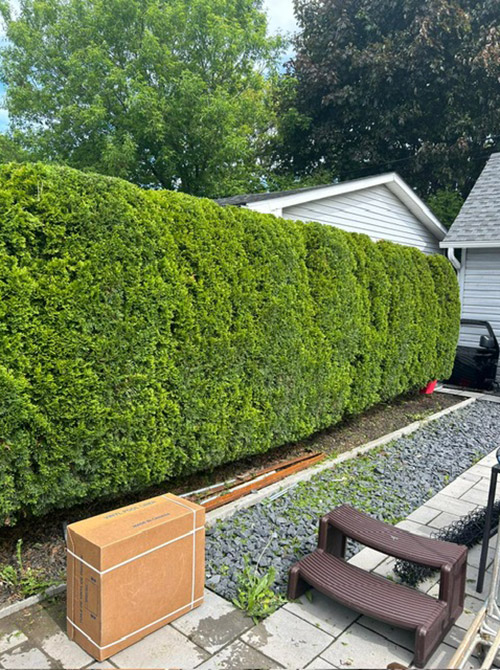 Hedge trimming Greenfield Park